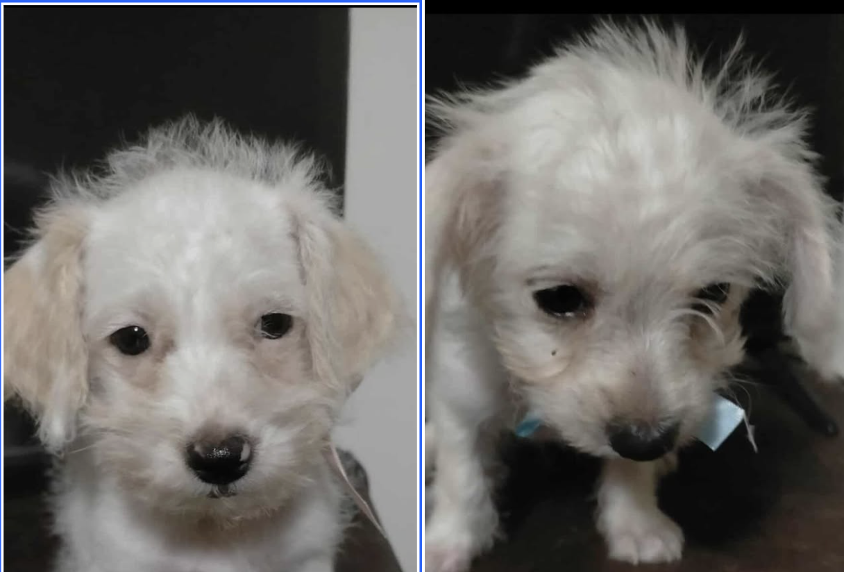 Buscan hogar para dos cachorros rescatados en Ciudad Obregón